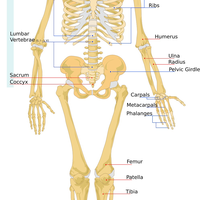 Human Anatomy and Physiology