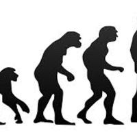 Portfollio Of Evolution
