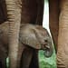 Fostering an orphaned elephant