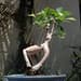 Extreme Gardening