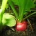 Fresh produce delivered right to your door