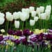 Great Gardening Websites