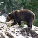 Summer vacation with Grizzlies