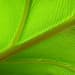 Purify your air with Plants