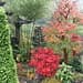 The beauty of Japanese Maples