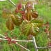 Don’t Scratch that Itch – Poison Oak