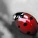 Ladybugs in my Christmas Tree