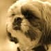 Taking care of a Shih Tzu