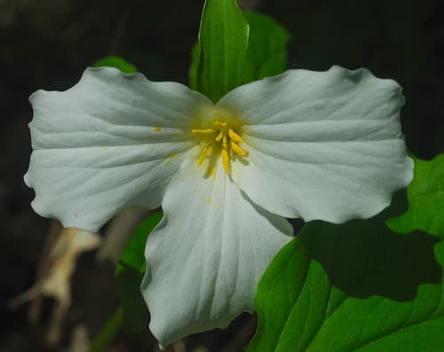 Picture of a Lily flower